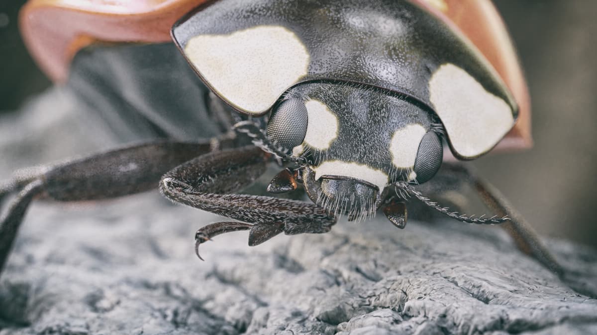 Ladybug
